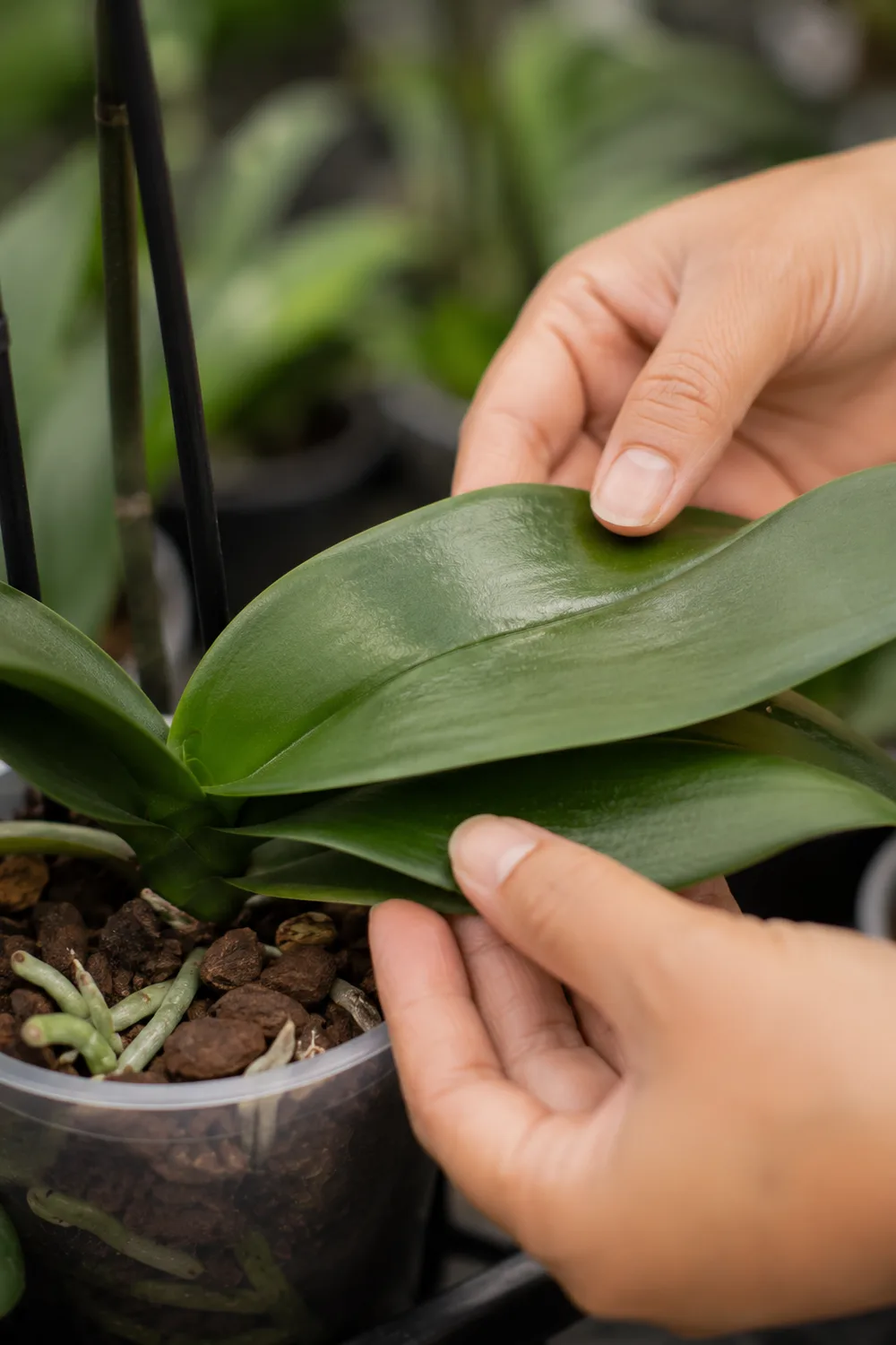 Manos revisando con cuidado las hojas de una orquídea sana en el vivero.