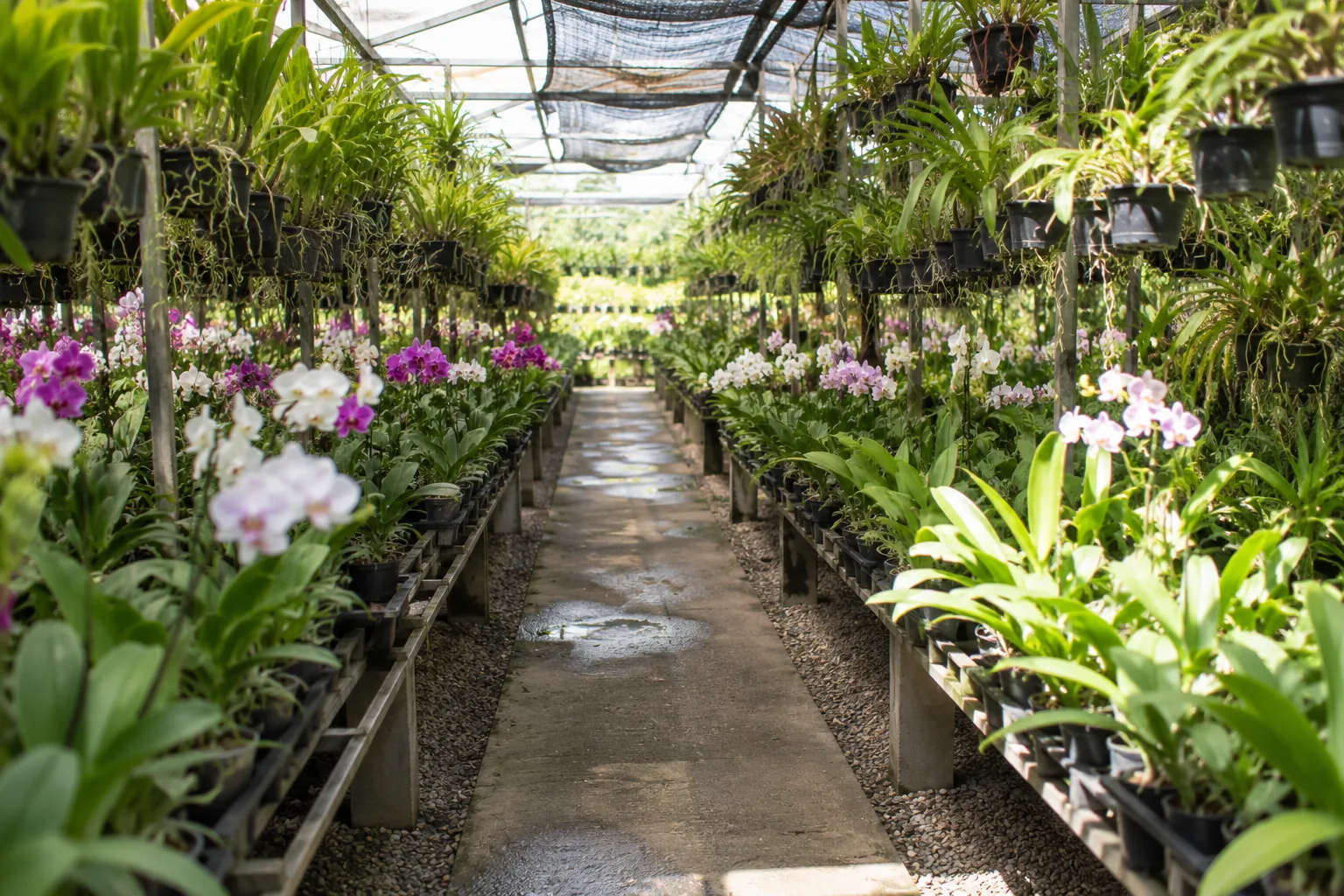 Pasillo del invernadero de orquídeas de Alma Botánica.