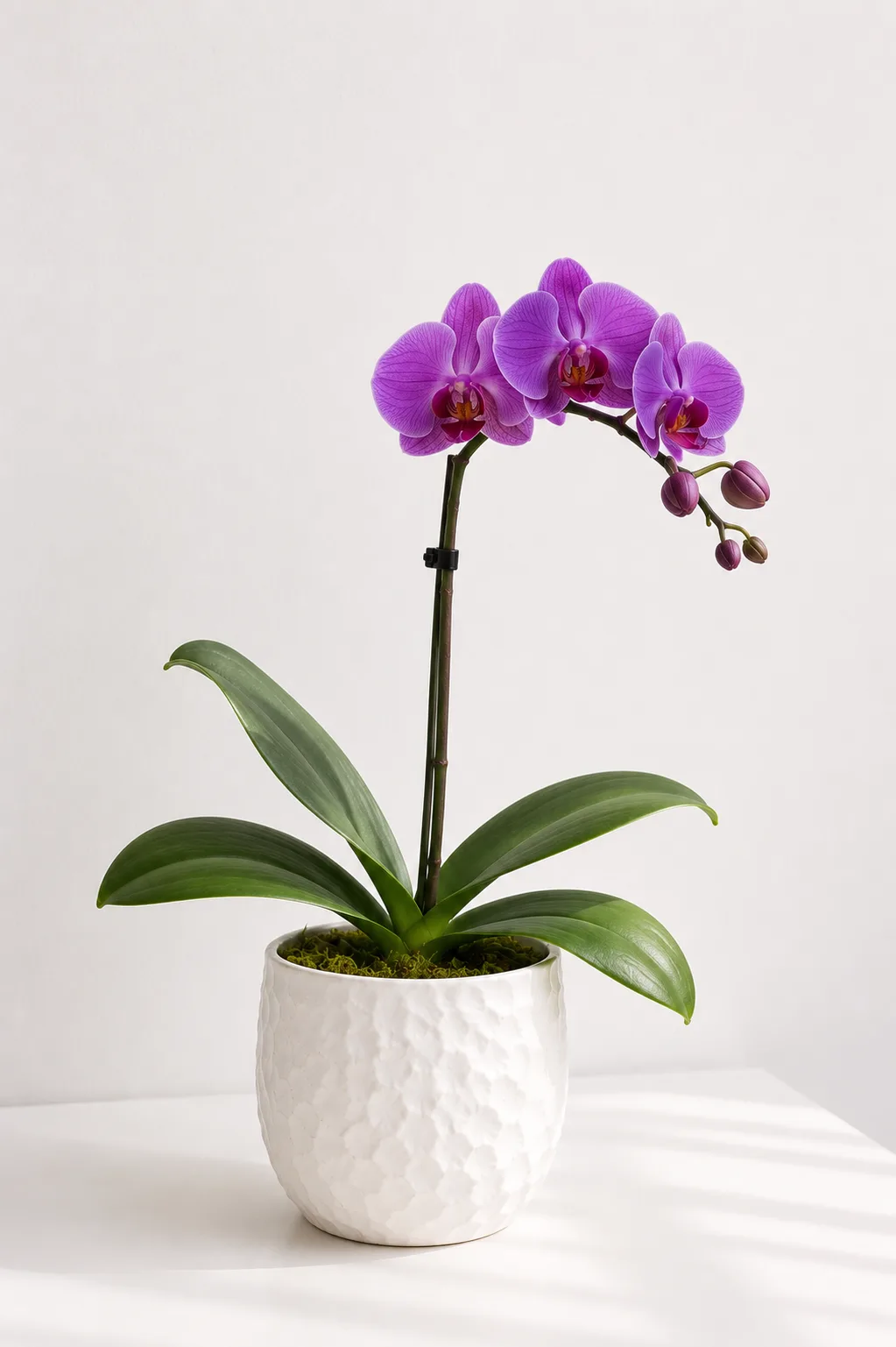 Orquídea de Alma Botánica