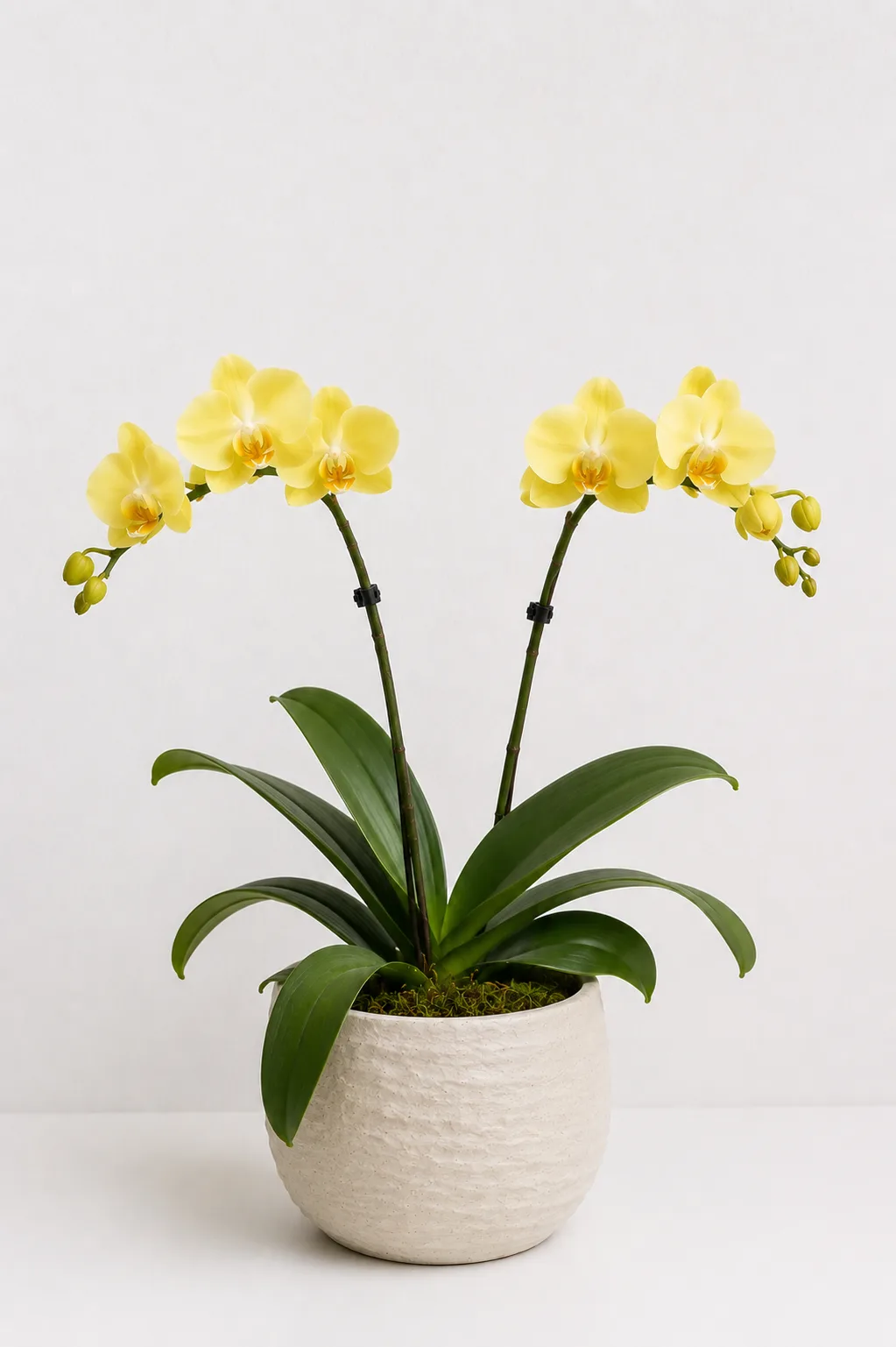 Orquídea 03
