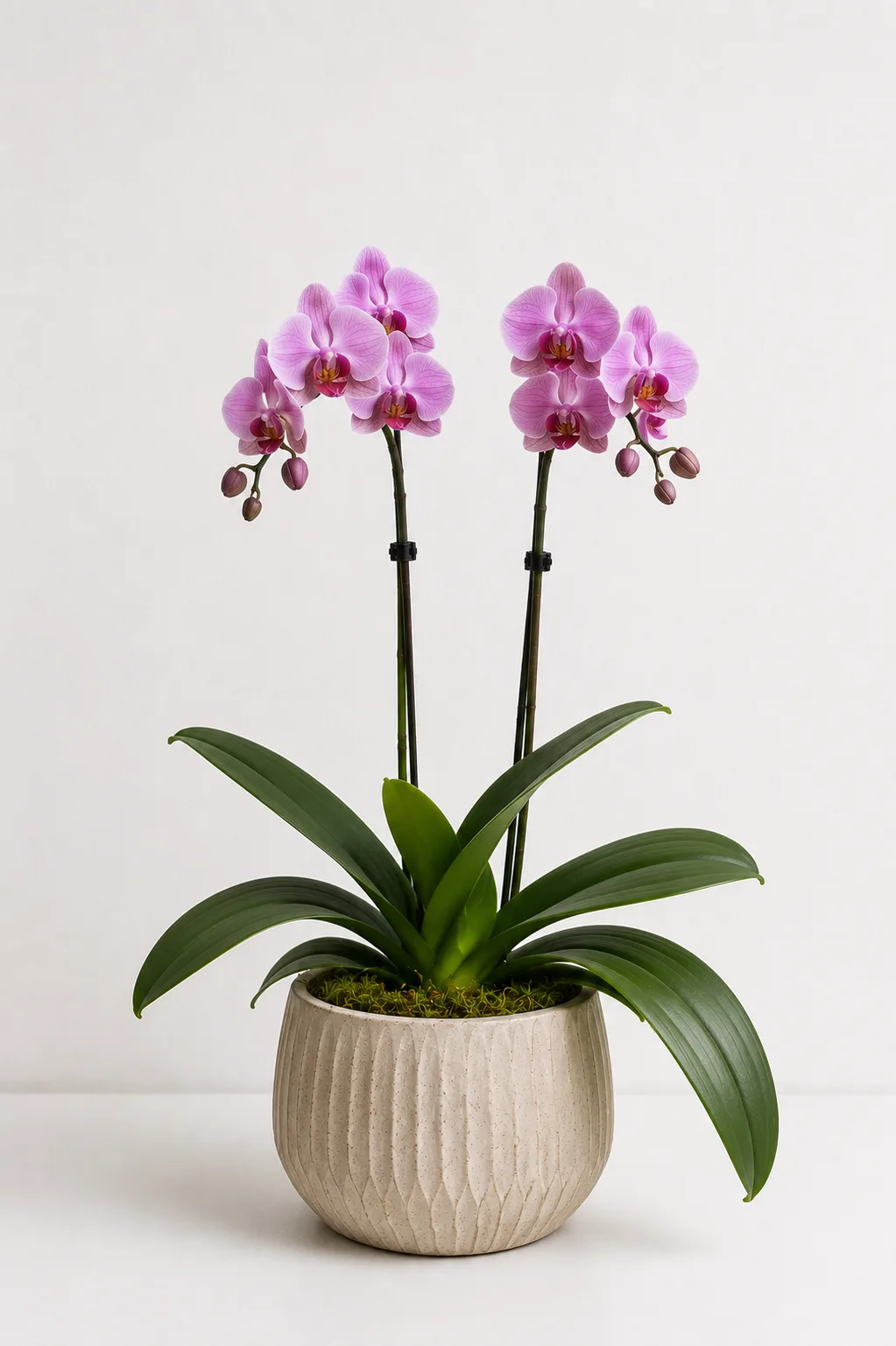 Orquídea 04