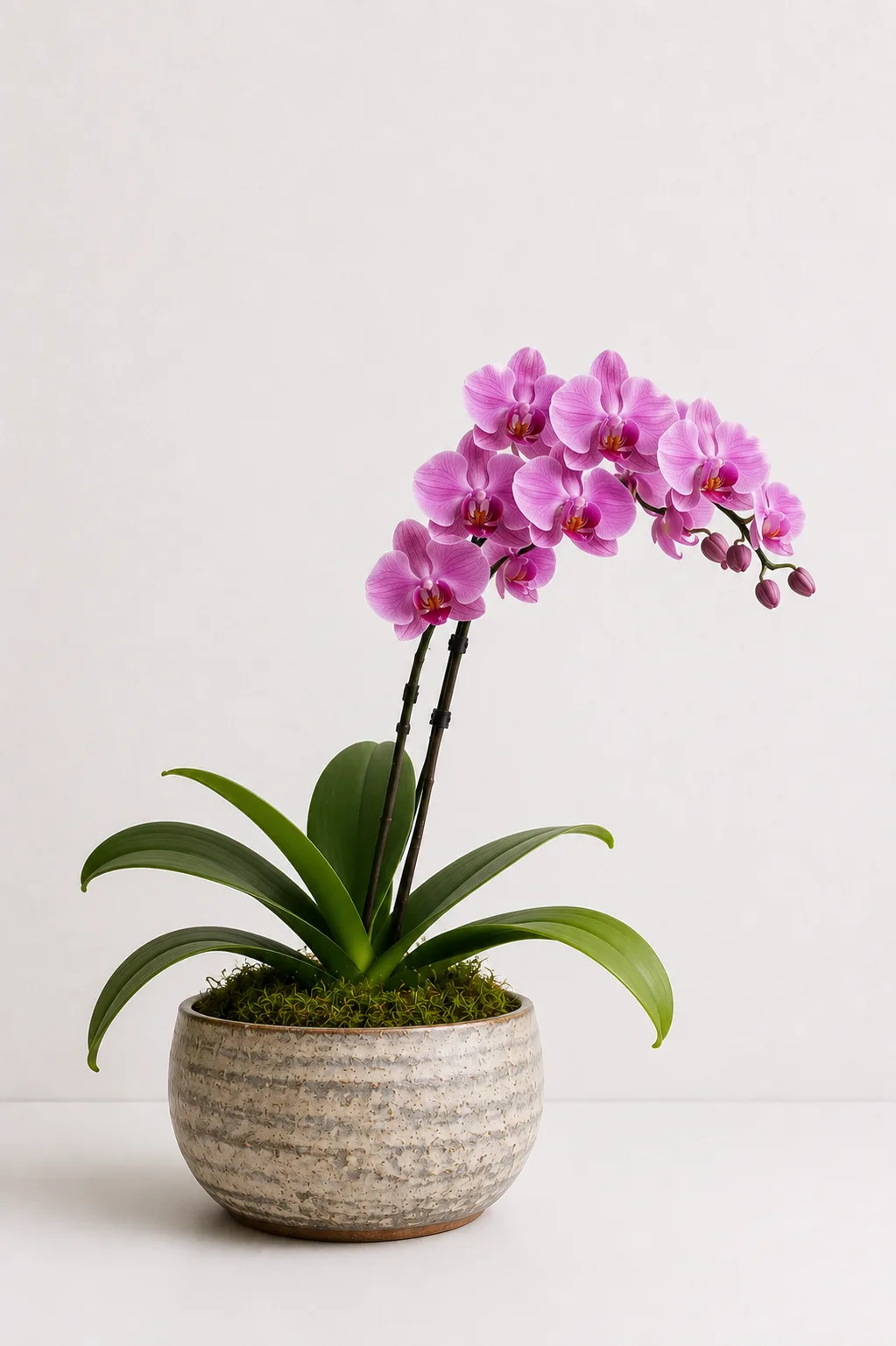 Orquídea 06
