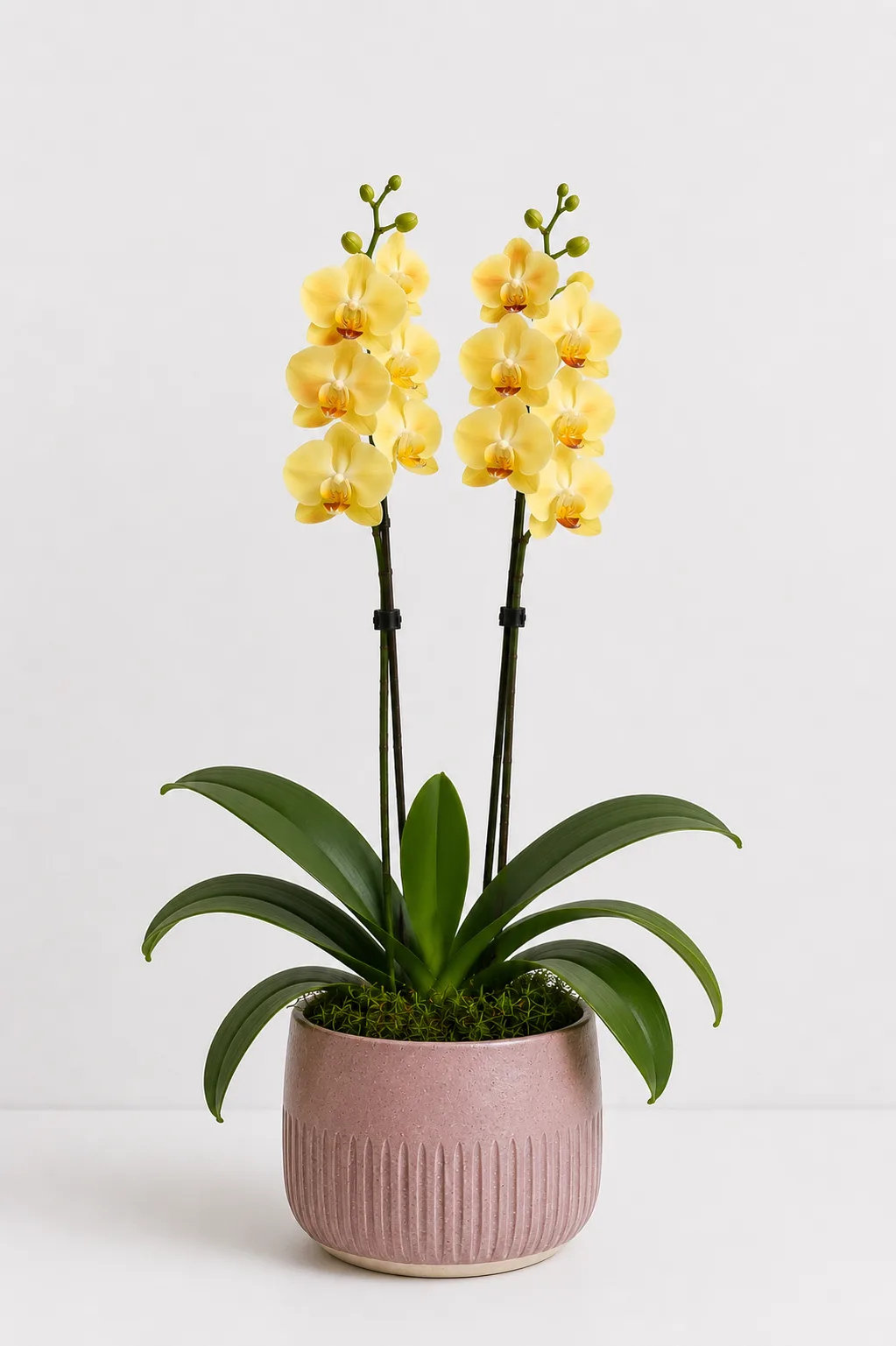 Orquídea 07