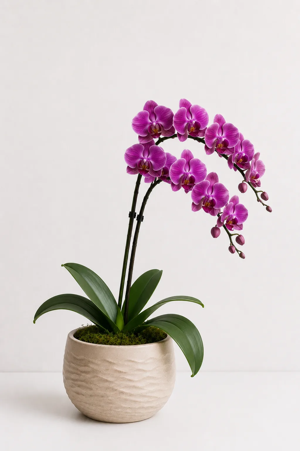 Orquídea de Alma Botánica