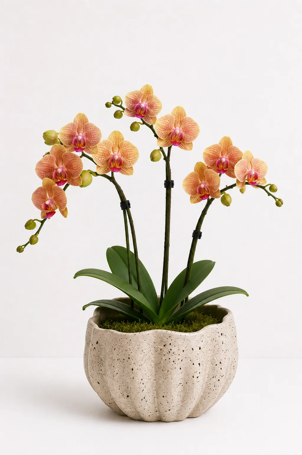 Orquídea de Alma Botánica