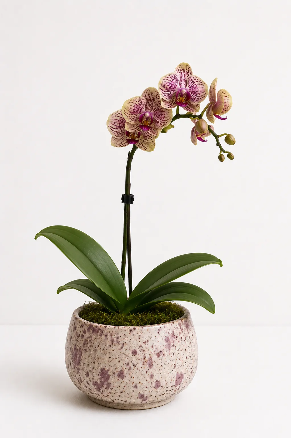 Orquídea 13