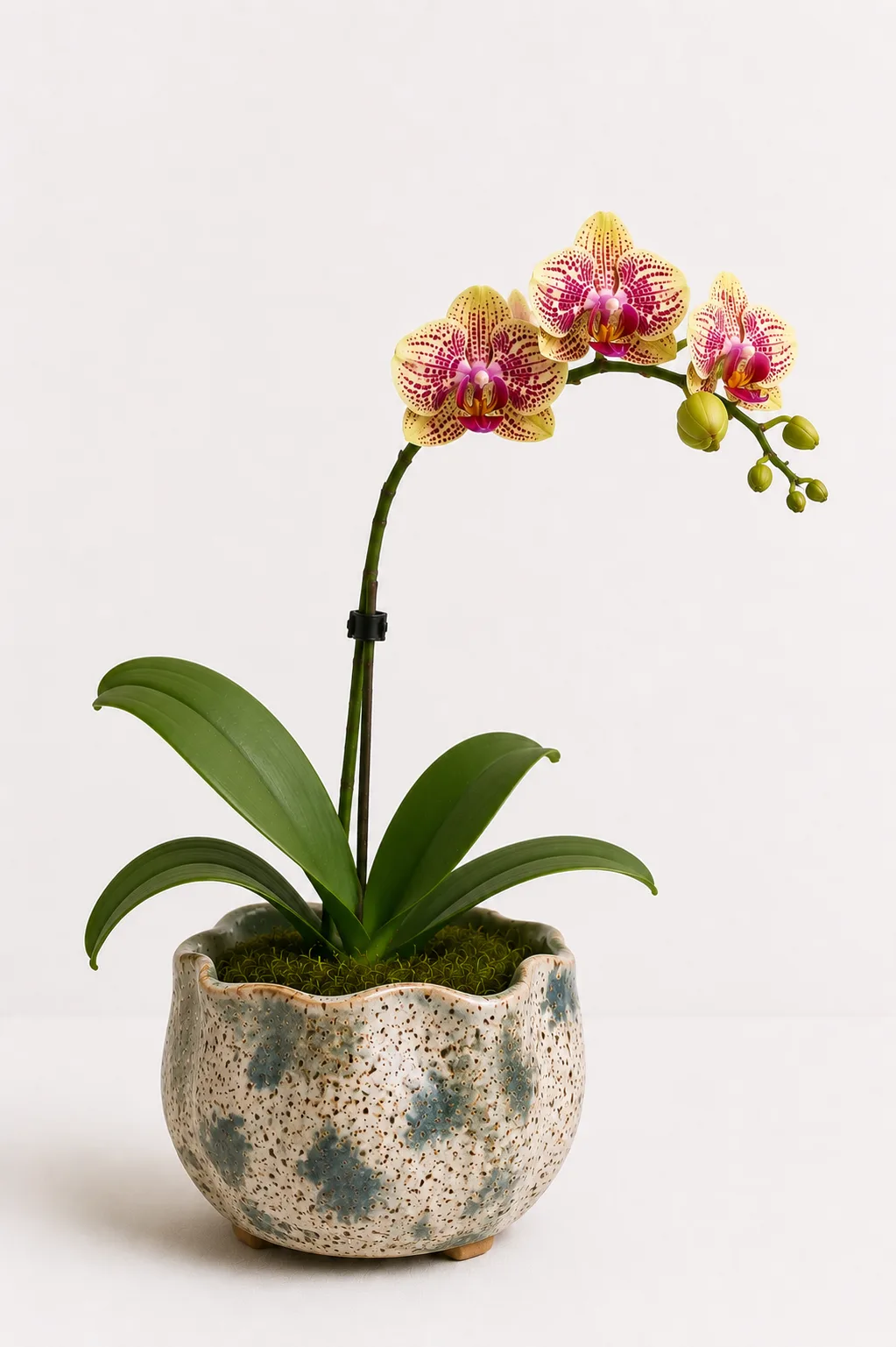Orquídea de Alma Botánica