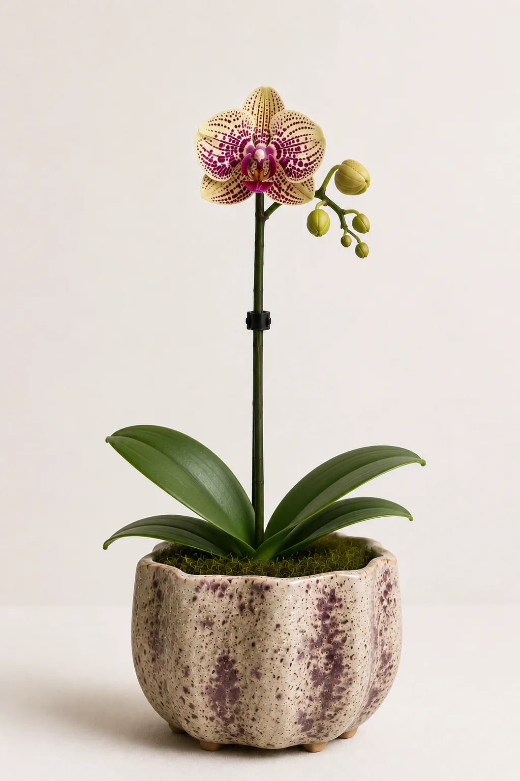 Orquídea 15