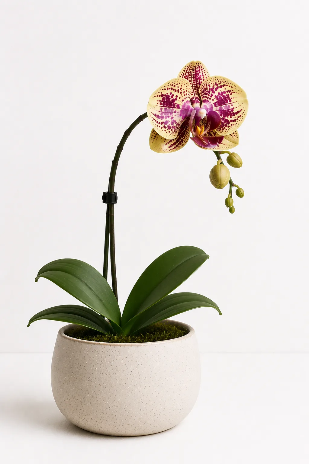 Orquídea 16