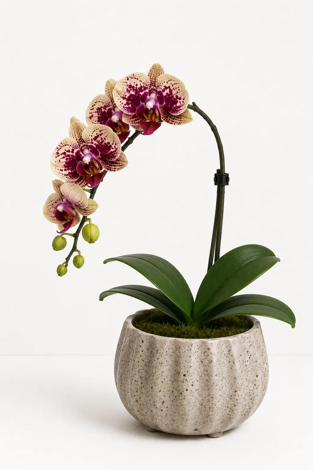 Orquídea de Alma Botánica
