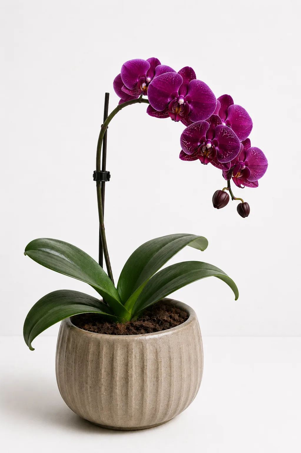Orquídea 18