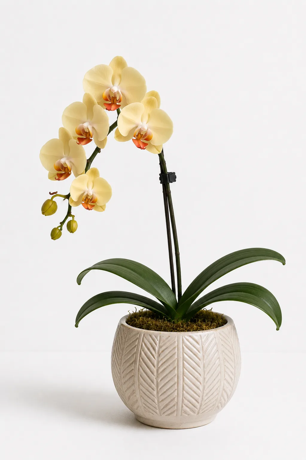 Orquídea 19