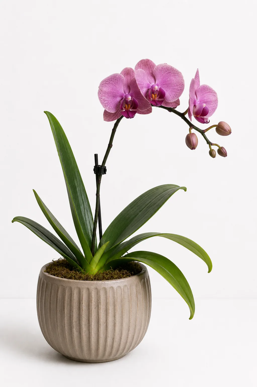 Orquídea de Alma Botánica