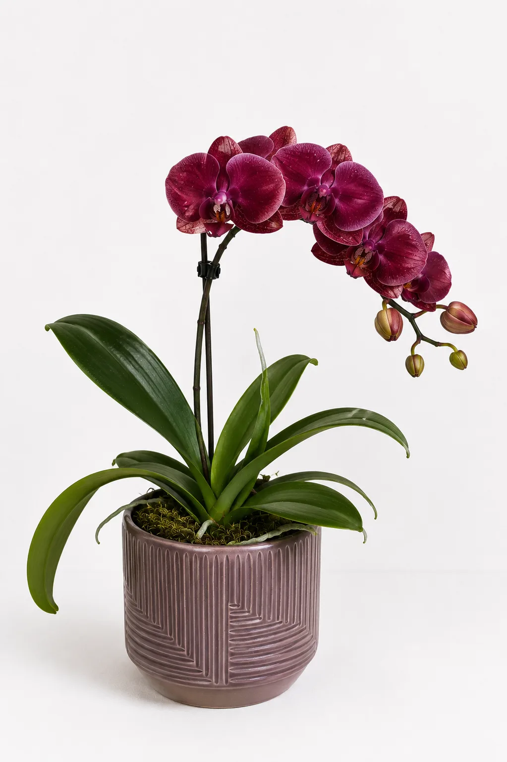 Orquídea 21
