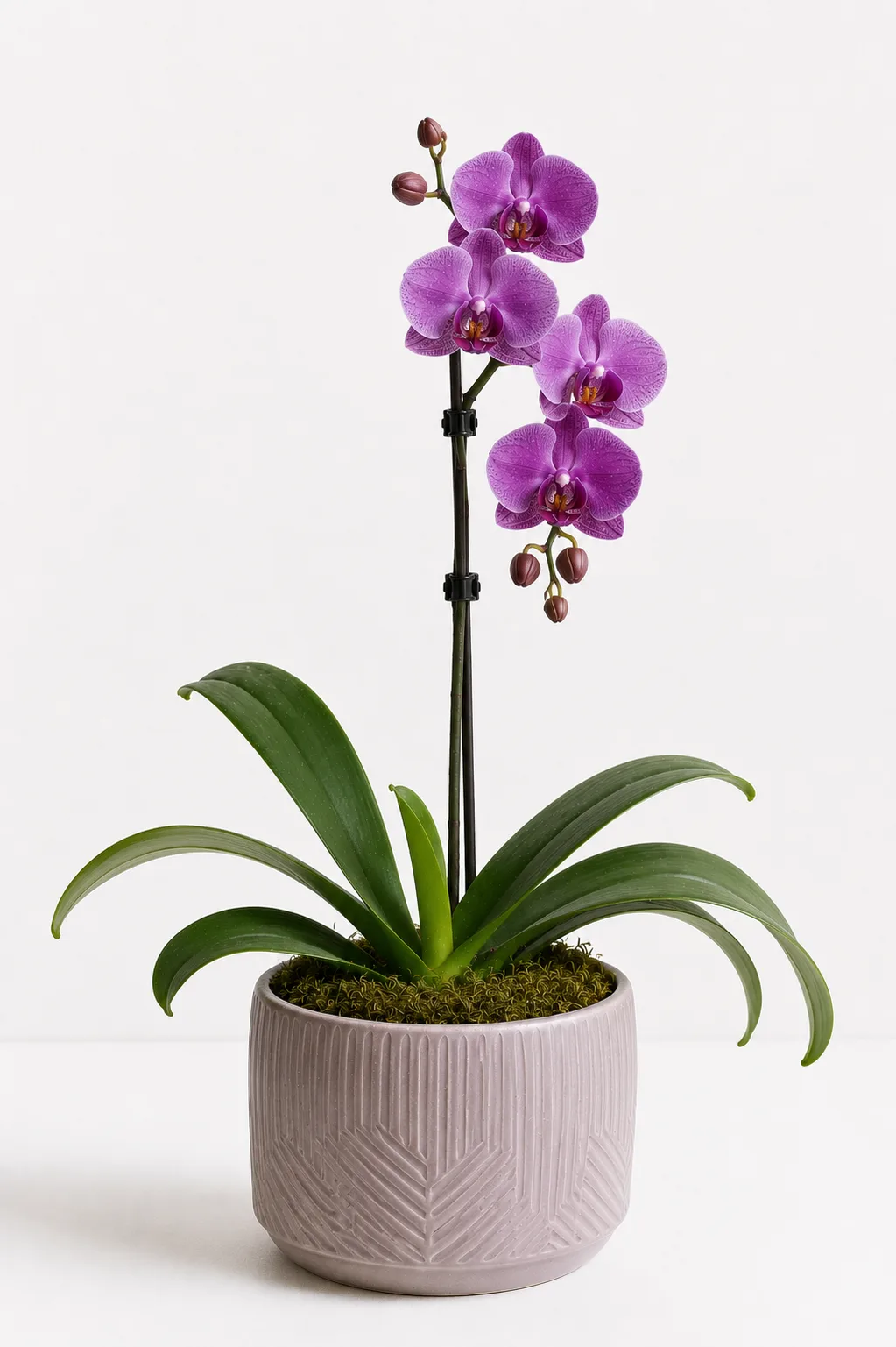 Orquídea 22
