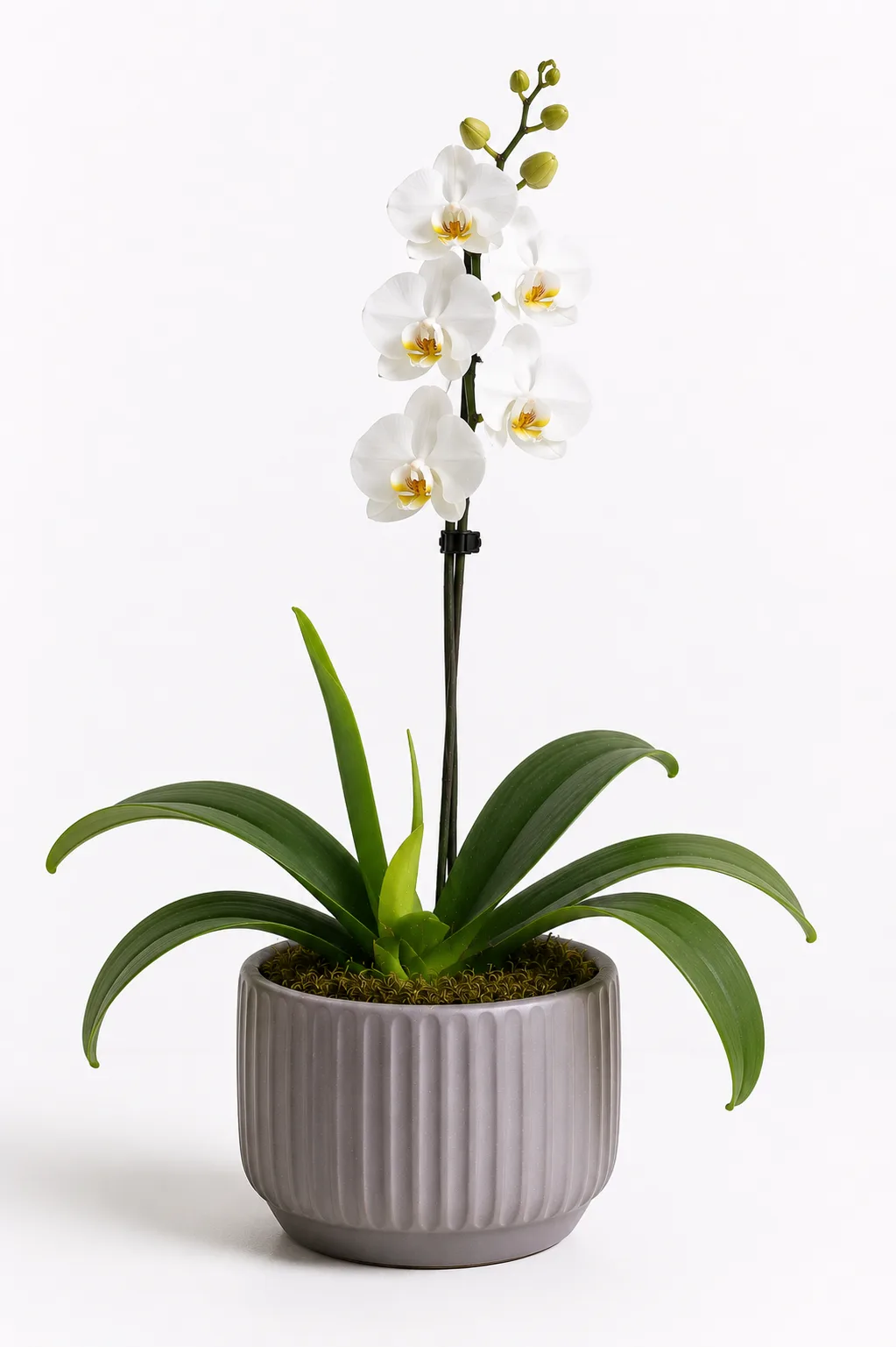 Orquídea de Alma Botánica