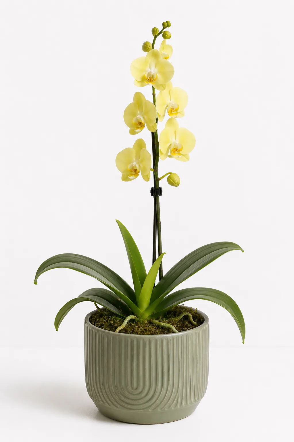Orquídea 24