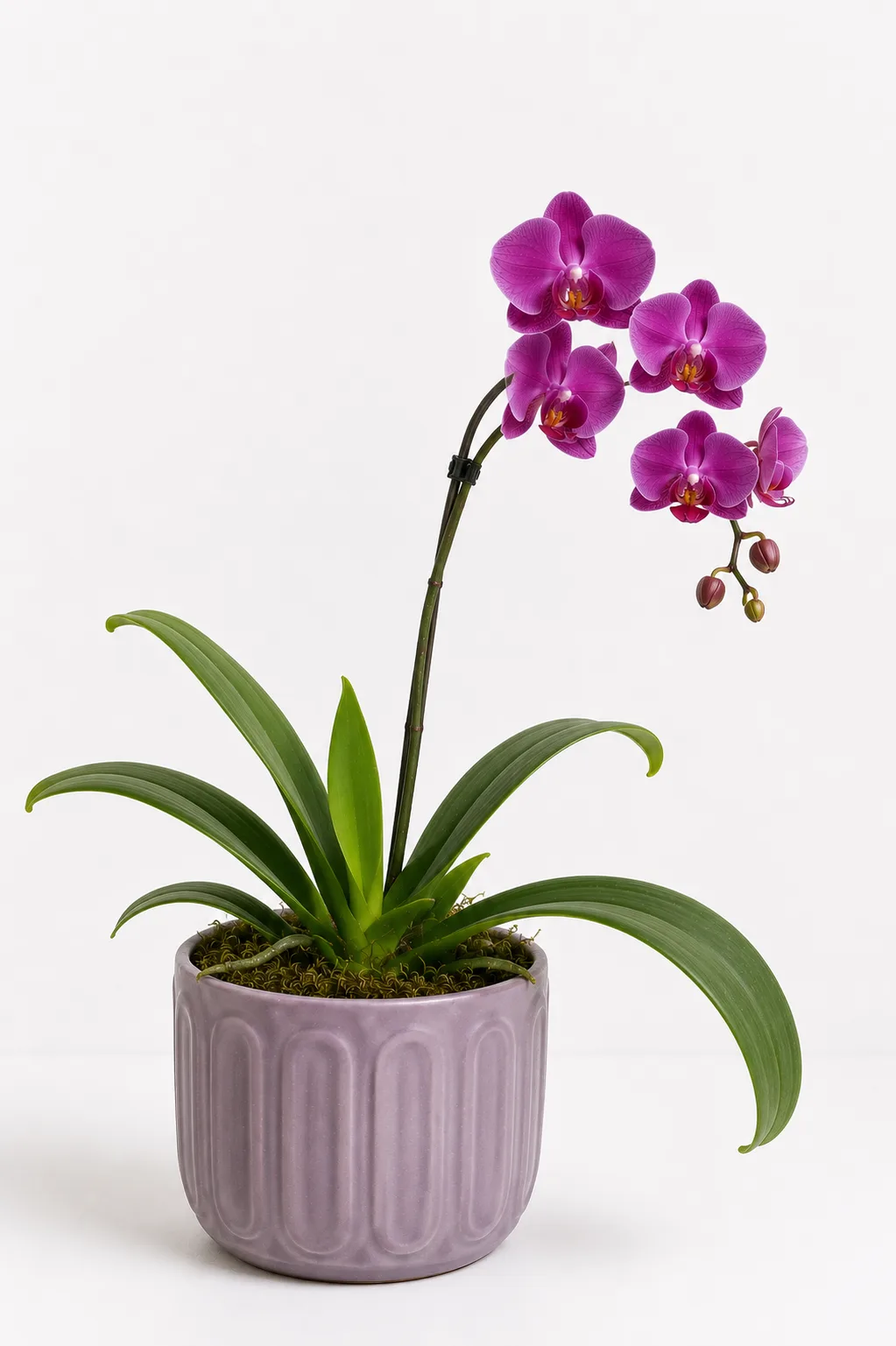 Orquídea 25