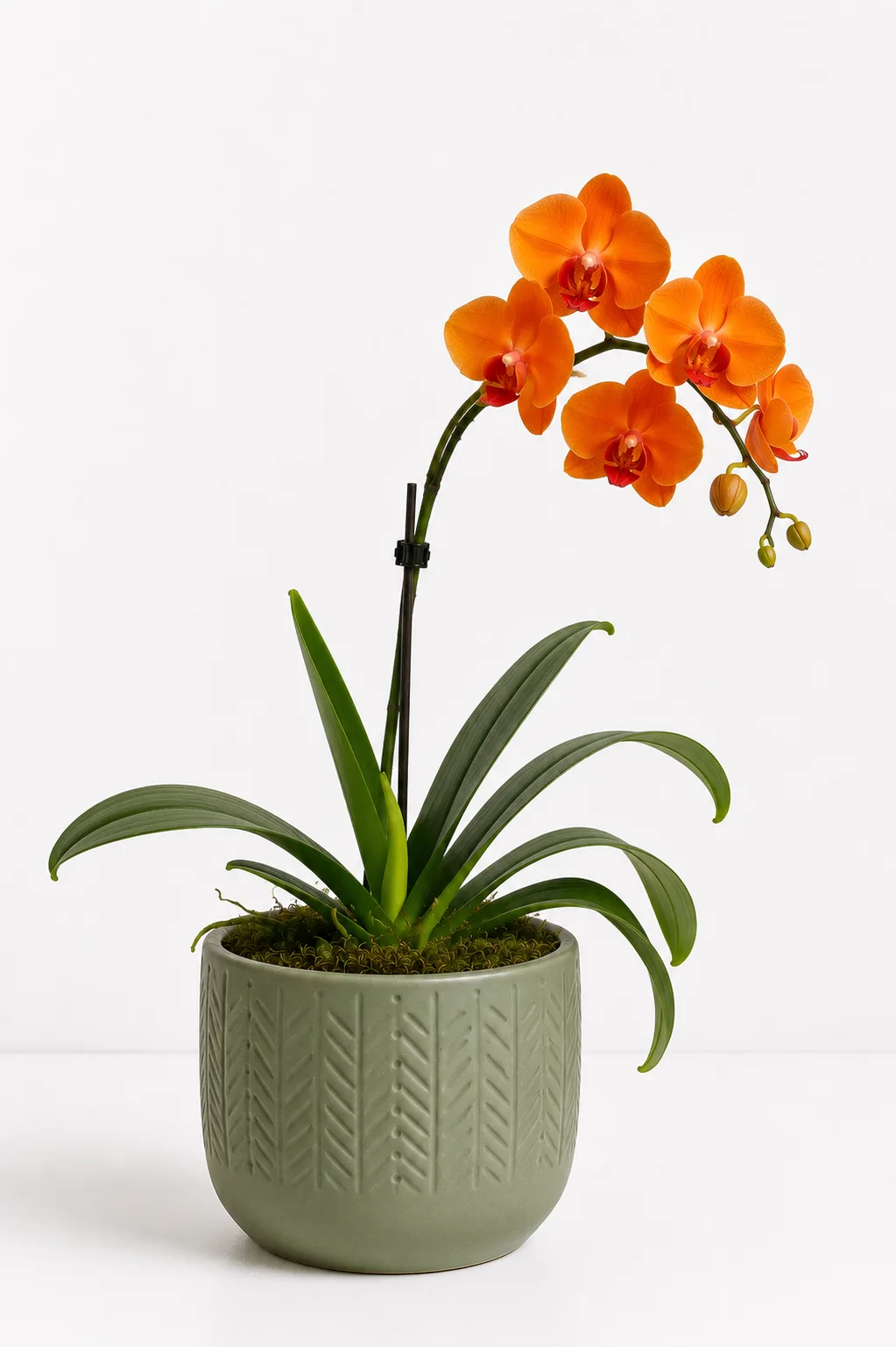 Orquídea 26