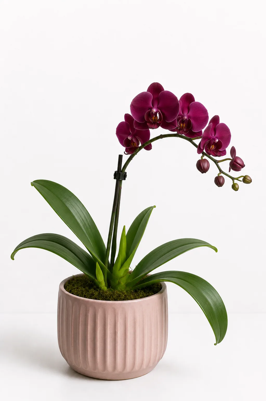 Orquídea 27