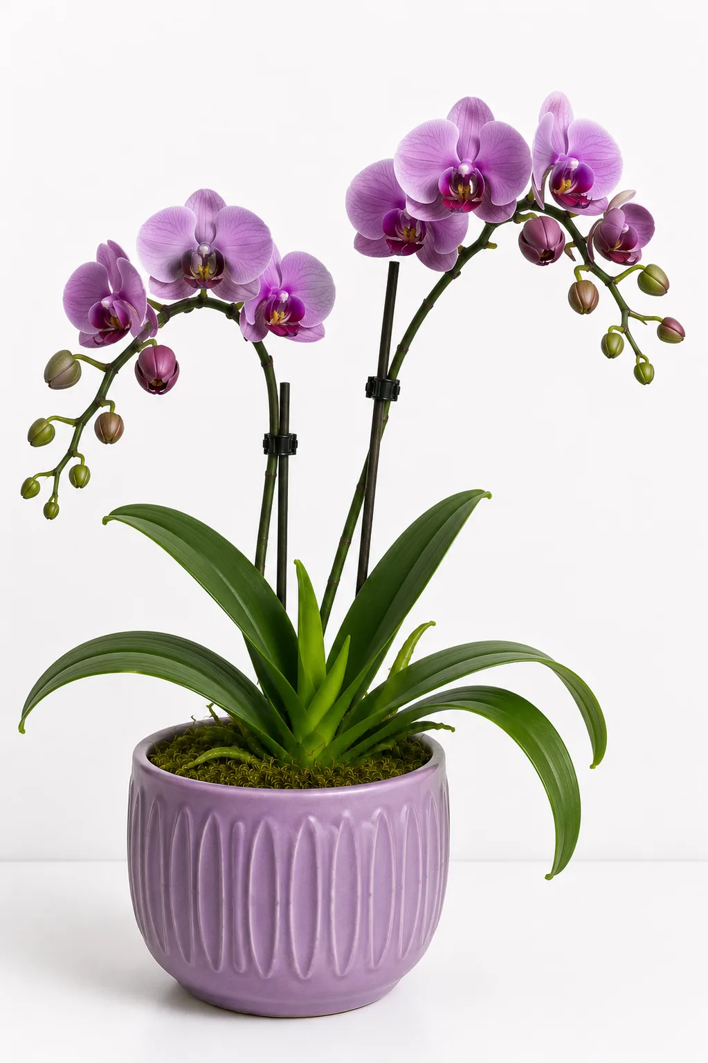 Orquídea 28