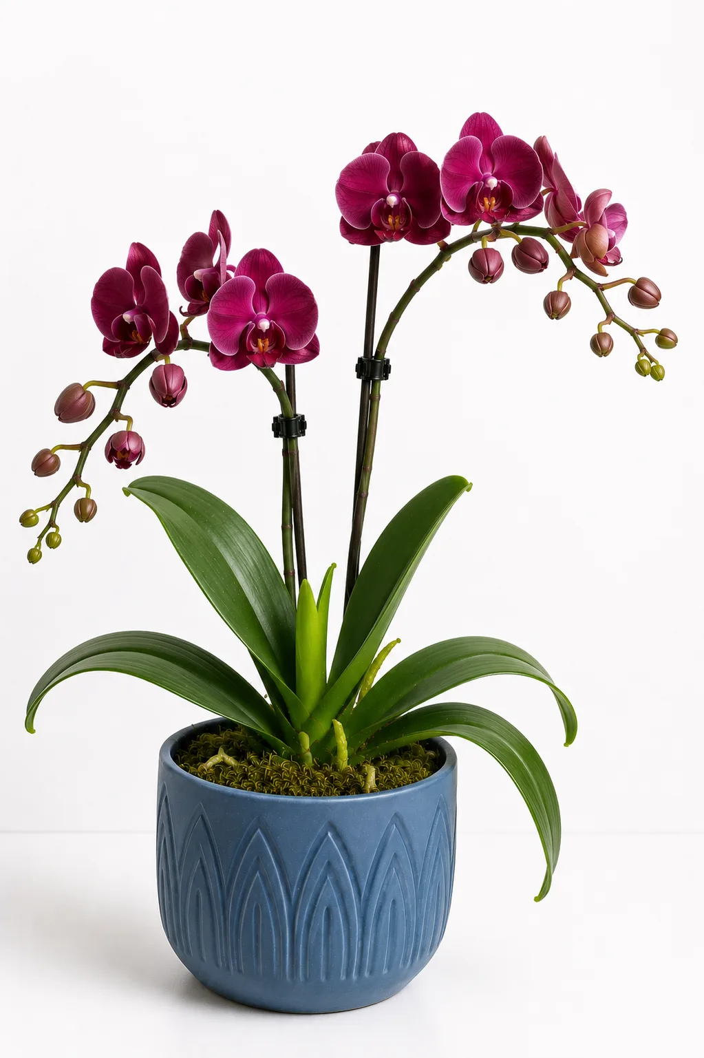 Orquídea 29